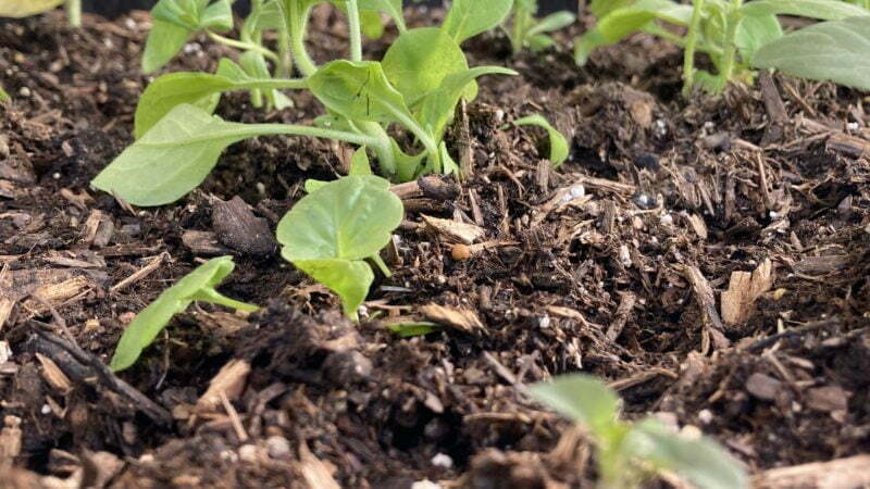 Arvada Vacuums R Us Garden Update: We’ve Planted Our First Seedlings!